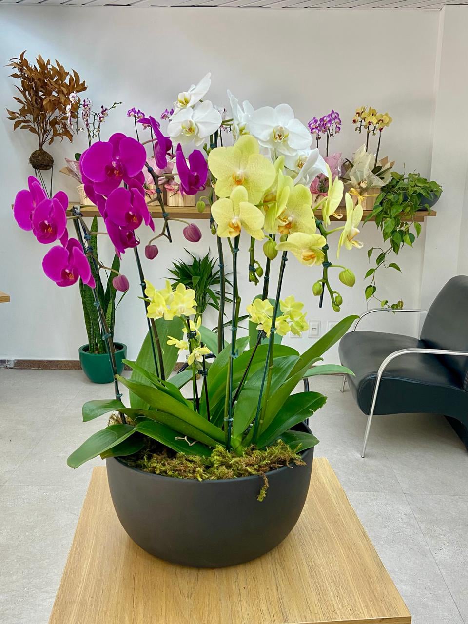 Vaso de planta para Decoração em Presente BH