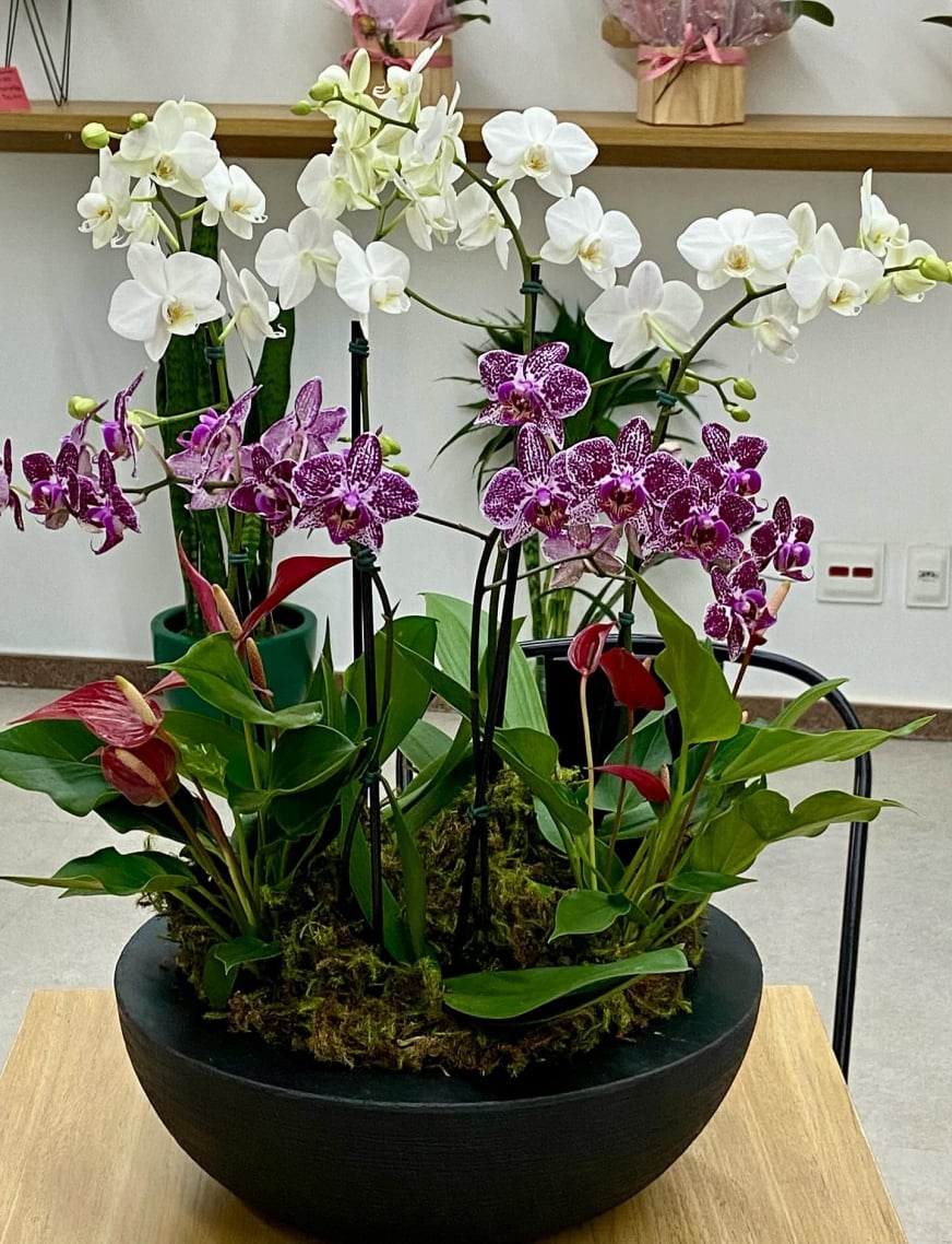 Vaso de planta para Decoração em Presente BH